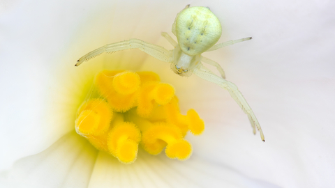 Flower crab spider | The Wildlife Trusts